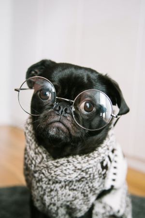 GLASSES ON A DOG for goldensurvivalist.com