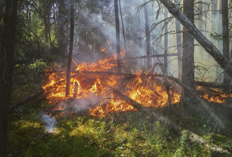 forest fire brewing in the woods