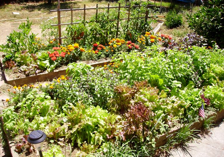 By Srl - Own work, CC BY-SA 3.0, https://commons.wikimedia.org/w/index.php?curid=2808827 Raised bed of lettuce, tomatoes, 6 different types of basil, marigolds, zinnias, garlic chives, zucchini. An American flag and a solar-powered light are also in the garden.