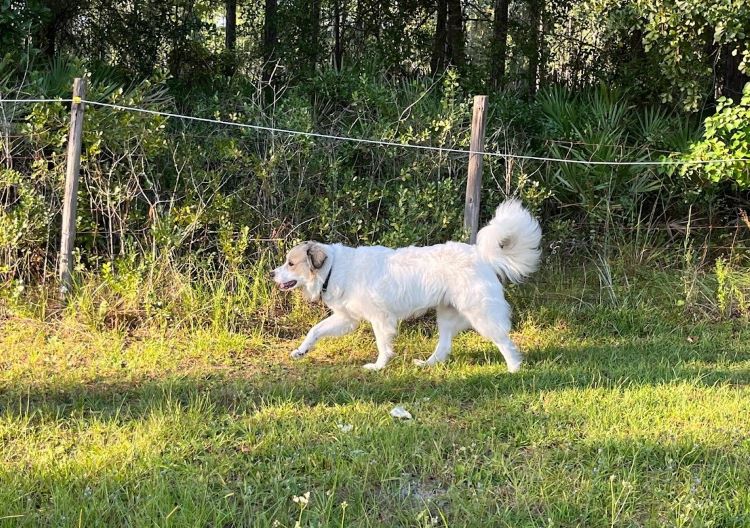 My dog, Emma, patrolling our property. She's a huge Anatolian Pyrenees mountain dog.