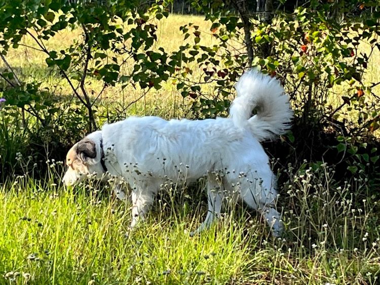 My younger dog, Emma, is an Anatolian Pyrenees. I am going to hate it when she gets older. Her breed is prone to hip dysplasia.
