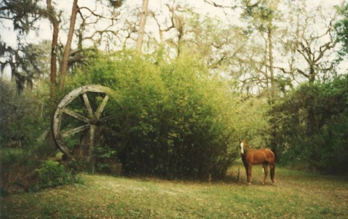 Learning Advanced Survival Skills – eBookOUR WATERWHEEL WITH MY HORSE, SUNNY