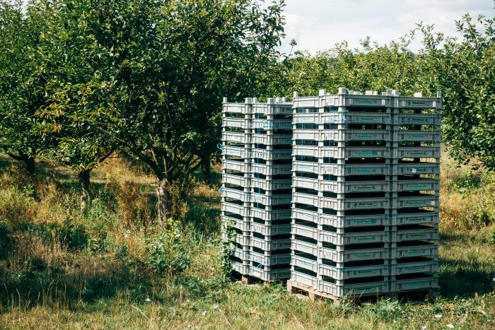 Getting Started With Insect Cultivation: A Simple Guide For Seniors By markus winkler of Unsplash