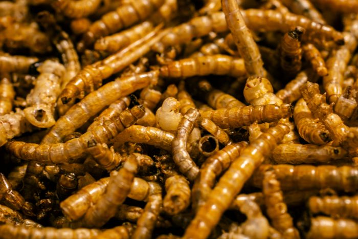 Top 5 Insects To Cultivate For Protein: A Senior's Perspective mealworms photo by patrick-UWSaIxKW3Y4-unsplash.jpg