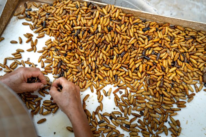 Getting Started With Insect Cultivation: A Simple Guide For SeniorsCleaning grubs to eat.Photo by quang nguyen vinh mu of Unsplash