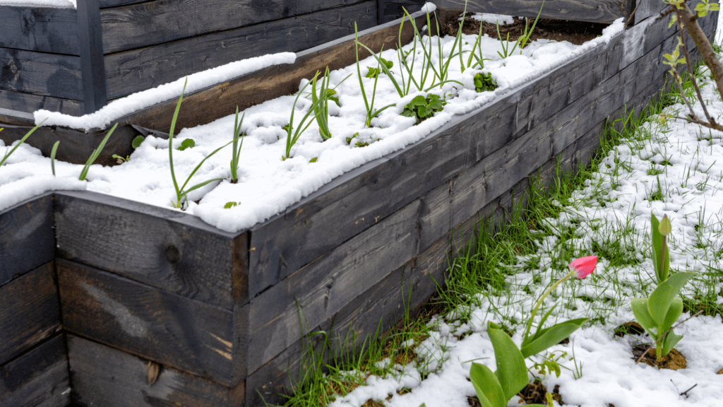 Survival Gardening Basics for Growing Your Own Food. Raised bed in winter.
