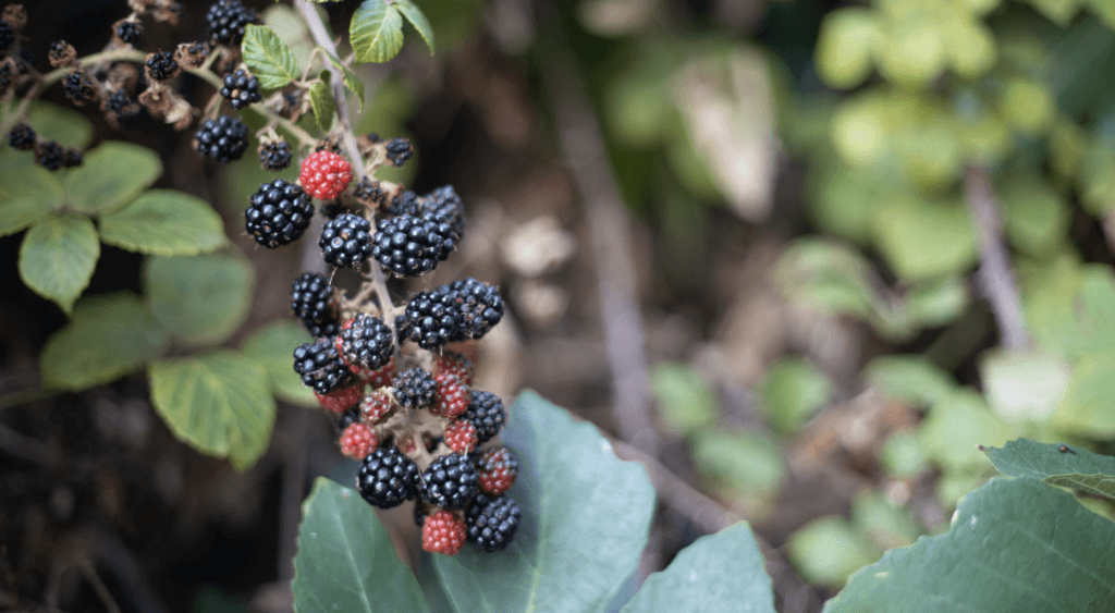 BLACKBERRIES. Foraging for Beginners: A Senior’s Guide to Finding Safe Wild Edible Plants