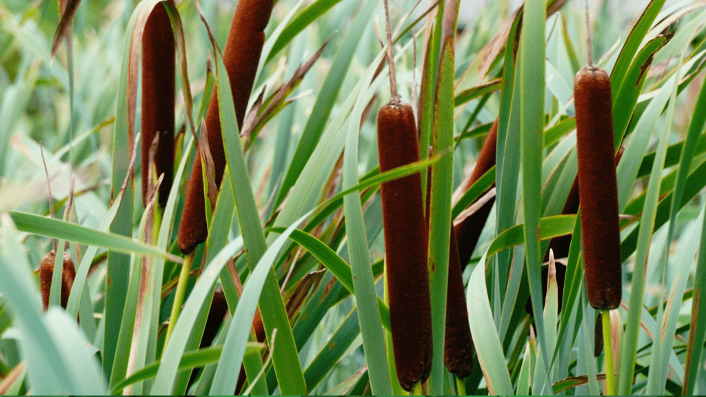 CATTAILS.Foraging for Beginners: A Senior’s Guide to Finding Safe Wild Edible Plants