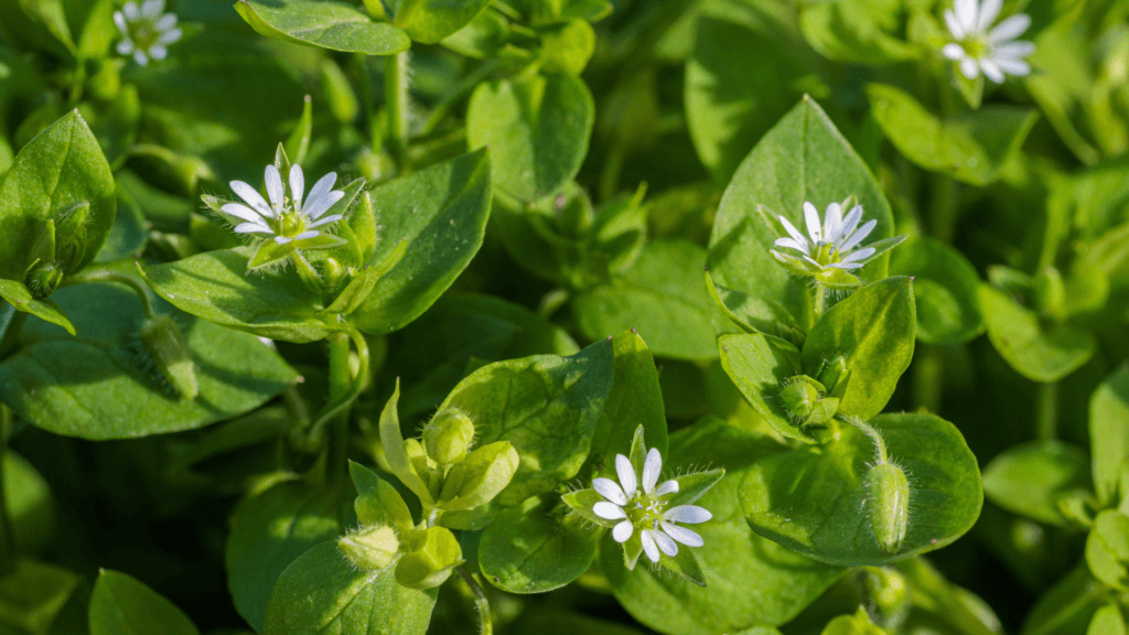 CHICKWEED.Foraging for Beginners: A Senior’s Guide to Finding Safe Wild Edible Plants
