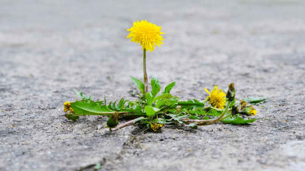 DANDELION.Foraging for Beginners: A Senior's Guide to Finding Safe Wild Edible Plants