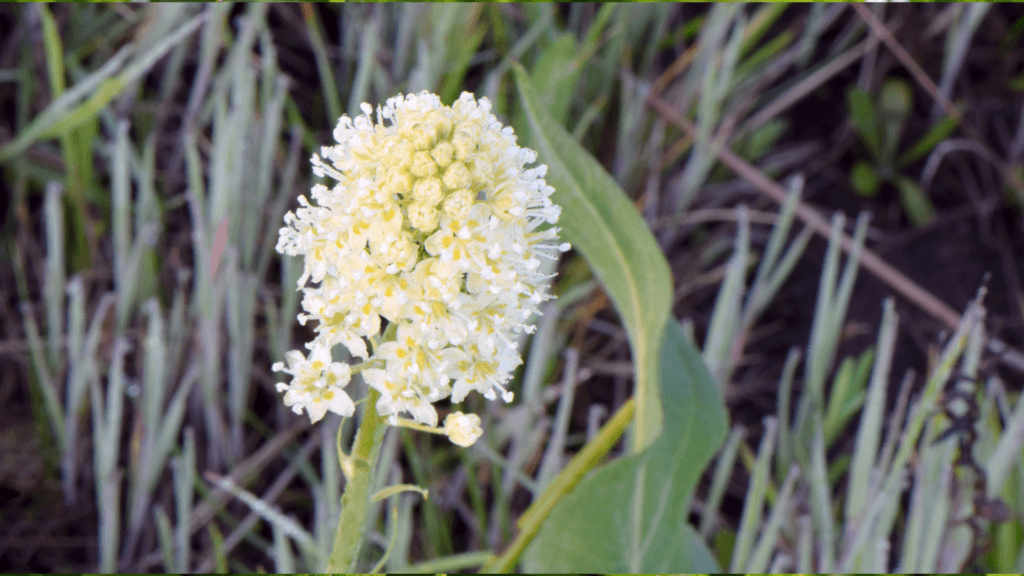 DEATH CAMAS.Foraging for Beginners: A Senior’s Guide to Finding Safe Wild Edible Plants