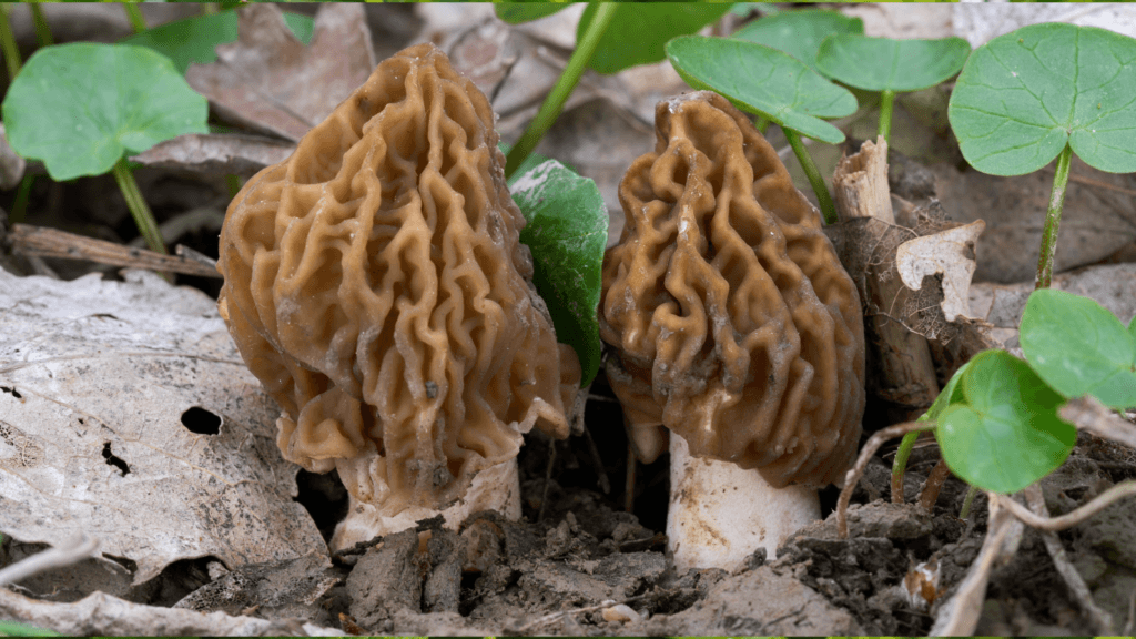 FALSE MOREL MUSHROOMS.Foraging for Beginners: A Senior’s Guide to Finding Safe Wild Edible Plants