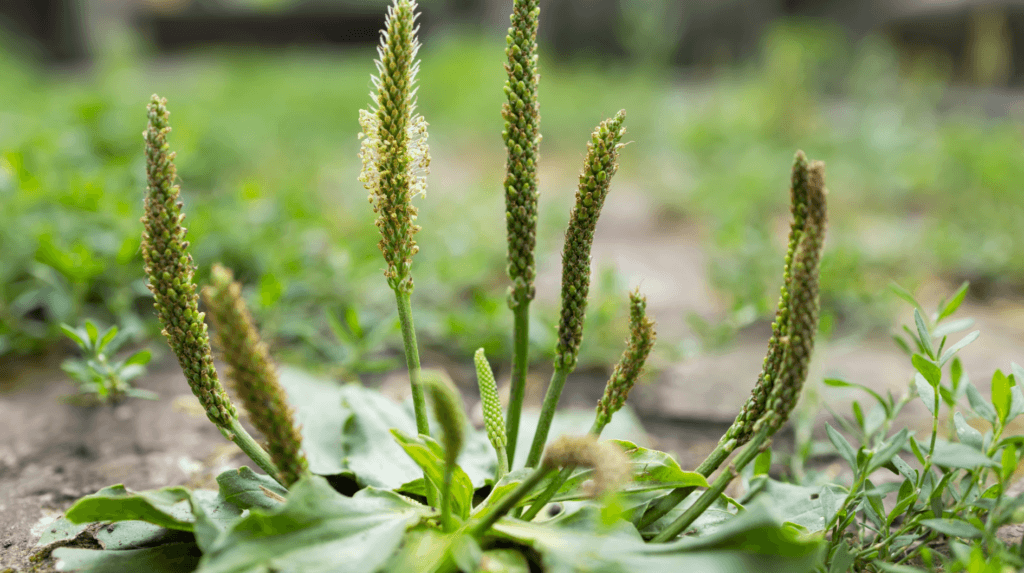 PLANTAIN. Foraging for Beginners: A Senior’s Guide to Finding Safe Wild Edible Plants