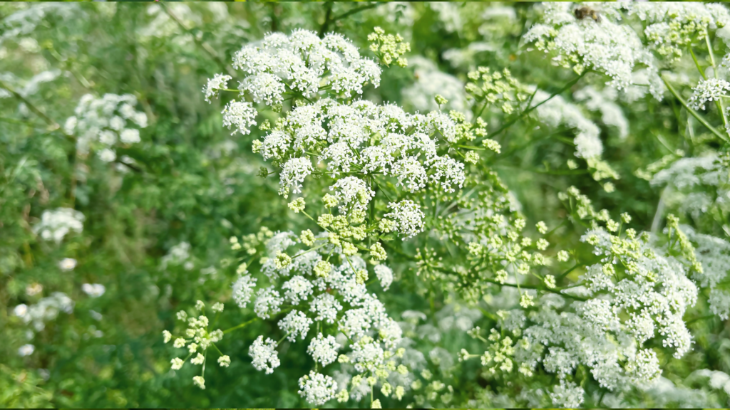 POISON HEMLOCK.Foraging for Beginners: A Senior’s Guide to Finding Safe Wild Edible Plants