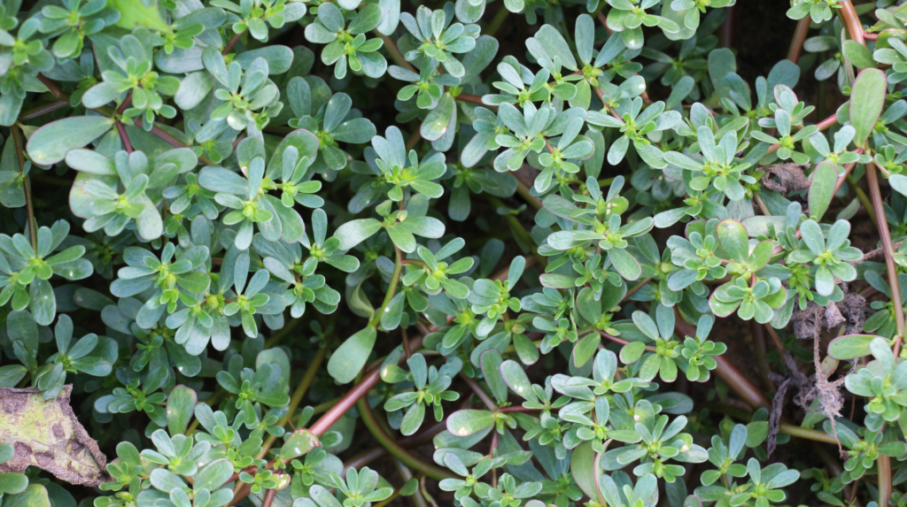 PURSLANE.Foraging for Beginners: A Senior’s Guide to Finding Safe Wild Edible Plants