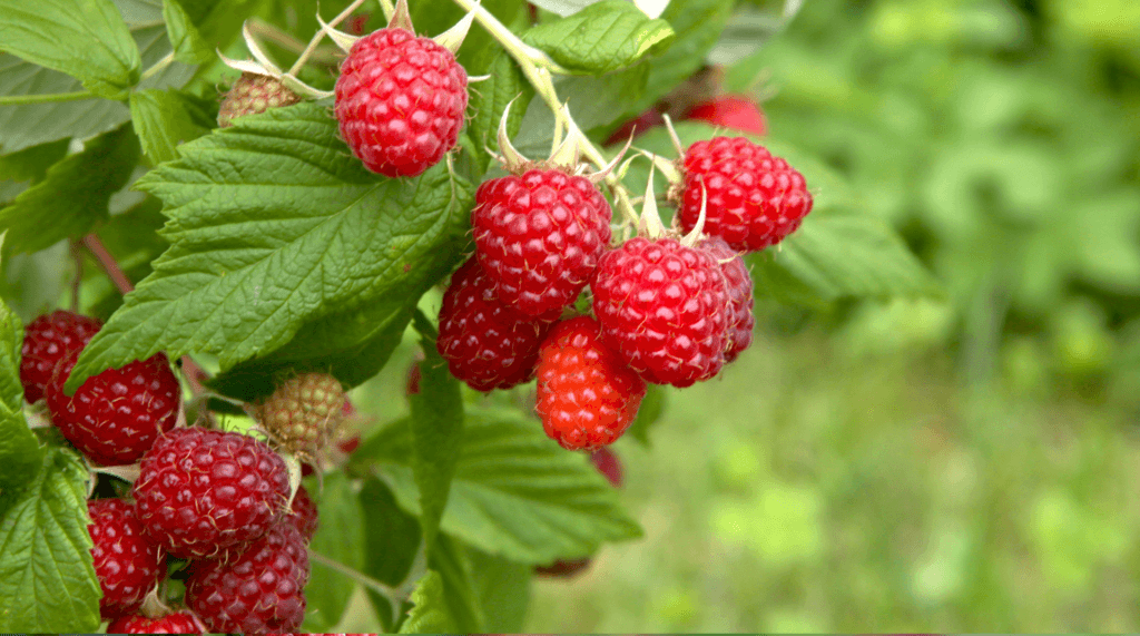 RASPBERRIES.Foraging for Beginners: A Senior’s Guide to Finding Safe Wild Edible Plants