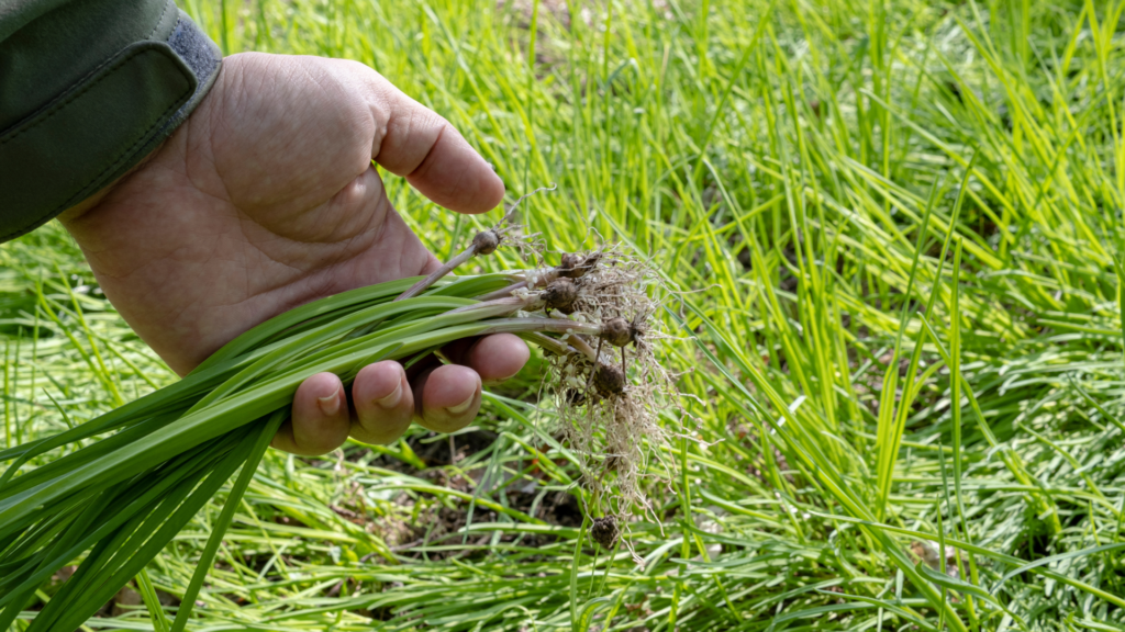 WILD ONIONS.Foraging for Beginners: A Senior’s Guide to Finding Safe Wild Edible Plants