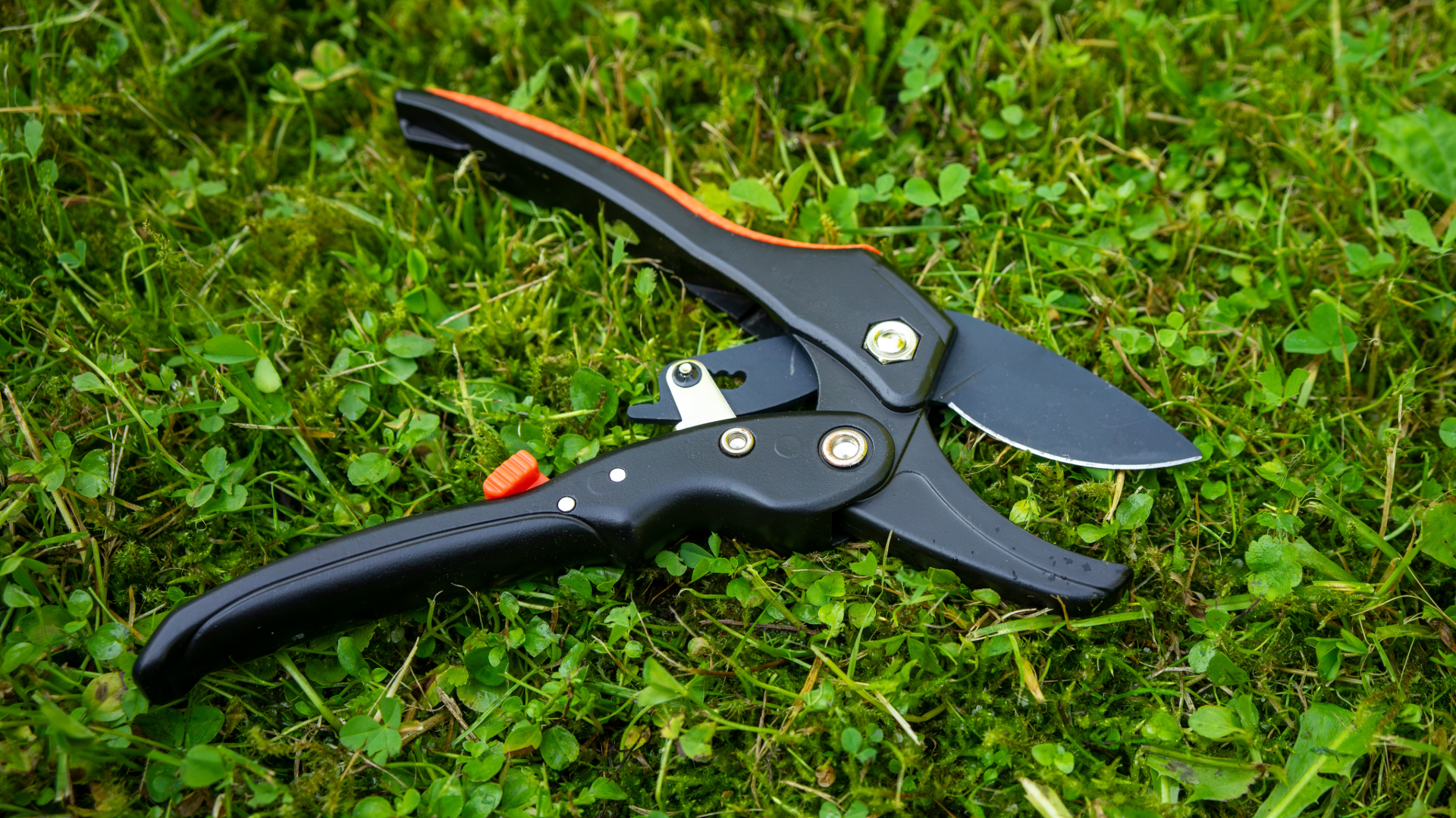 Best Ergonomic Gardening Tools for Seniors: Garden with Less Strain